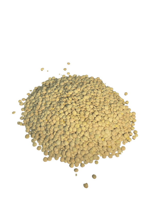 Lentilha canadense - Image 2